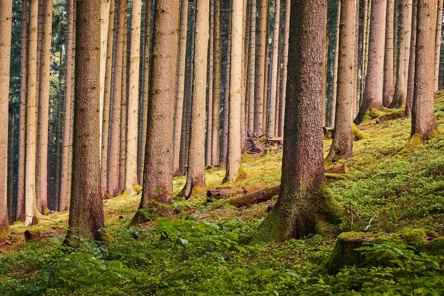 Hiilinielukeskustelussa ei nähdä metsää puilta